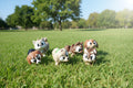 Figuras de Perritos Kawaii - Colección perritos