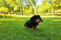 Peluche de Perro Salchicha Dachshund Negro y Marrón - Suave y Realista